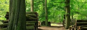 #oakframebuildings #sustainableoak