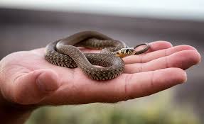 Ecology Grass snake